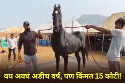 Rajasthan Shahbaz Horse: पुष्कर मेळ्यात 15 कोटींच्या ‘शाहबाज’ घोड्याने वेधलं लोकांचं लक्ष; काय आहेत याची वैशिष्ट्ये? जाणून घ्या