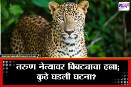 Leopard Attack in Satara : प्रचाराला गालबोट; अजितदादा गटाच्या नेत्याच्या मुलावर बिबट्याचा हल्ला, थेट झडप घातली अन्..