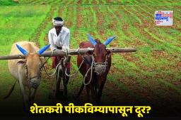 Crop Insurance: रब्बी हंगामात शेतकऱ्यांची पीकविम्याकडे पाठ; अर्जांची संख्या घटली, प्रशासनाच्या चिंतेत वाढ