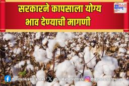 सरकारने कापसाला योग्य भाव देण्याची मागणी
