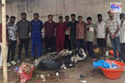 Yavatmal: गर्भवती गायीच्या पोटात तब्बल 40 किलो प्लास्टिक