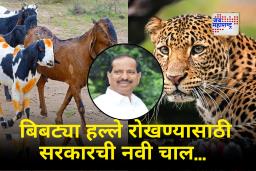 Ganesh Naik On Leopard attack : बिबट्या हल्ले रोखण्यासाठी सरकारची नवी योजना! आता जंगलात सोडणार 1 कोटींच्या शेळ्या-बकऱ्या? गणेश नाईकांचा खुलासा