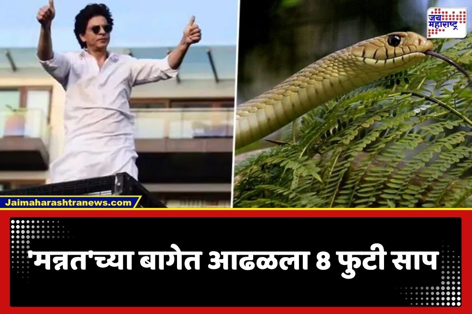 Snake at Shah Rukh Khan House : शाहरुख खानच्या ‘मन्नत’मध्ये आढळला 8 फुटी साप; सुरक्षारक्षकांची उडाली धांदल