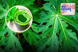 Health Tips: ‘या’ झाडांची फळेच नाही तर पानेही गुणकारी, पोटाचे आजार असणाऱ्यांना मिळेल आराम