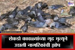 Bird Flu Outbreak: ‘या’ शहरात बर्ड फ्लूचा हाहाकार; शेकडो कावळ्यांचा मृत्यू, आरोग्य प्रशासनाकडून हाय अलर्ट जारी