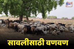 Chhatrapati Sambhajinagar: उन्हामुळे ग्रामीण भागात प्राण्यांची सावलीसाठी धडपड