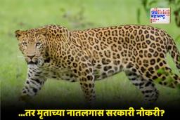 Leopard Attack: वन्यप्राणी हल्ल्यांवर सरकारचा निर्णय; बिबट्या हल्ल्यातील मृतांच्या कुटुंबासाठी नोकरीचा प्रस्ताव चर्चेत