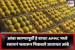 FDA Raid In APMC : सावधान! तुम्ही खाताय तो आंबा केमिकलने पिकवलेला तर नाही ना? नवी मुंबई APMC मध्ये FDA ची मोठी कारवाई