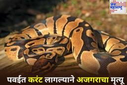 Python Electrocuted In Powai: पवई आयआयटी मार्केटजवळ 9 फूट अजगराचा विजेच्या धक्क्याने मृत्यू