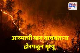 डोंगराला लागलेल्या वणव्यात एकाचा होरपळून मृत्यू