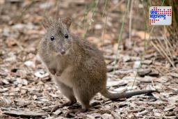Kangaroo Rat : ‘हा’ प्राणी कधीही पाणी पित नाही; जाणून घ्या