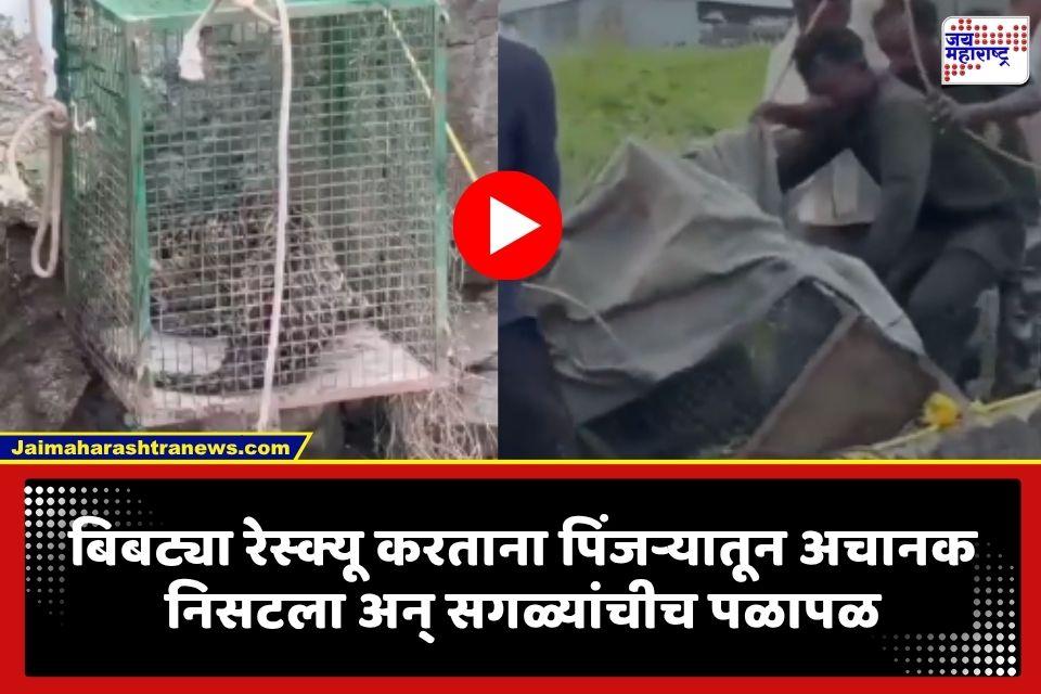 Buldhana : जाळ्यात अडकला, पण एका चुकीने क्षणात निसटला; बिबट्याचा रेस्क्यू ऑपरेशनचा थरार; पाहा VIDEO