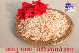 Vastu Tips : घरी ‘पारिजात’चे रोप लावा; वास्तुशास्त्रानुसार योग्य दिशा जाणून घ्या, उघडतील प्रगतीचे मार्ग!