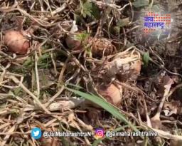 कोटींची संत्री मातीमोल