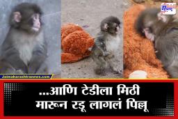 Baby Monkey Viral Emotional Video :आईने नाकारलं, टेडीला कवटाळलं…, माकडाच्या लहानग्या पिल्लाचा व्हिडीओ पाहून तुमच्याही डोळ्यांत येईल पाणी