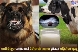 Woman Dies Due to Rabies: सावधान! गायीचे दूध प्यायल्याने रेबीजची लागण होऊन महिलेचा मृत्यू; तुम्हीही ‘या’ गोष्टींची काळजी घ्या