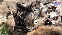 Bird Flu in Solapur : सोलापुरात पक्ष्यांचा मृत्यू बर्ड फ्लूमुळेच, भोपाळ लॅबच्या अहवालातून बाब आली समोर