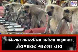Akola Hanuman Jayanti: अकोल्यात हनुमान जयंतीनिमित्त ‘वानर सेने’साठी शाही मेजवानी; शिस्त पाहून तुम्हीही व्हाल थक्क