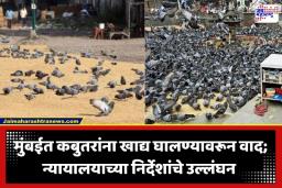 Food To Pigeons:  उच्च न्यायालयाच्या निर्देशांचा अवमान; गिरगाव चौपाटीसह विविध भागात अजूनही कबुतरांना खाद्यवाटप; प्रशासन काय भूमिका घेणार?