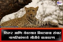 Leopard Terror: शिरूर आणि येवल्यात बिबट्याचा वावर; द्राक्ष बागेत बिबट्या दिसल्याने ग्रामस्थांमध्ये दहशतीचे वातावरण