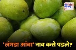 लंगडा आंब्यांची 300 वर्षे जुनी गोष्ट तुम्हाला माहिती आहे का?