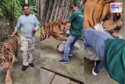 थायलंडच्या टायगर किंग्डममध्ये वाघाचा भारतीय पर्यटकावर हल्ला
