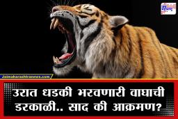 Tiger Roar : वाघाच्या डरकाळीचा अर्थ काय असतो? आक्रमकता, संवाद की भीती? इतक्या दूरपर्यंत ऐकू जातो आवाज