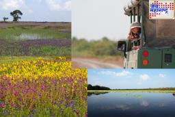 Kaas Plateau Electric Tourist Transport : कास पठारावर लवकरच धावणार इलेक्ट्रिक वाहने; पर्यटकांना मिळणार विशेष सेवा