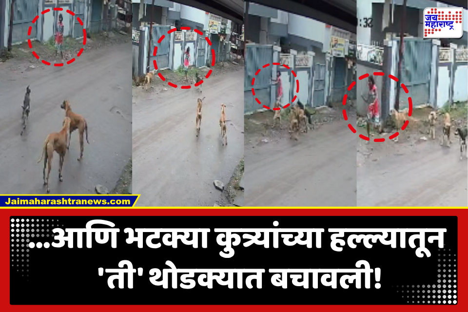 Stray Dogs In Satara : मलकापूर शहरात भटक्या कुत्र्यांची दहशत, कुत्र्यांच्या टोळक्यांचा मुलीवर हल्ला; थरारक व्हिडीओ समोर