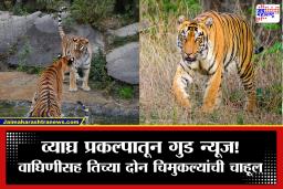 Sahyadri Tiger News : सह्याद्रीच्या पर्वतरांगांत नव्या पाहुण्यांची चाहूल! दोडामार्ग-तिलारीत वाघिणीसह दोन बछड्यांच्या पाऊलखुणा
