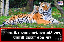 Maharashtra Tiger Census 2026: महाराष्ट्रात वाघांची गर्जना! व्याघ्रगणनेत संख्या 600 पार; मेळघाटची मोठी झेप
