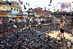 Dadar Kabutar Khana Controversy: कबुतरखान्याच्या मुद्द्यावर मुंबई उच्च न्यायालयात आज सुनावणी होणार