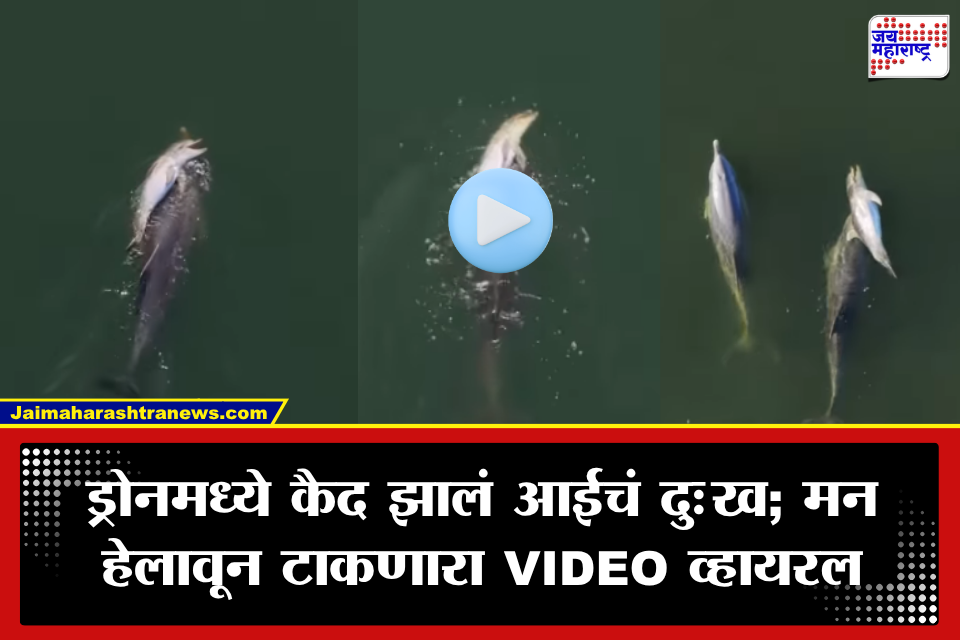Dolphin Viral Video: शेवटी आईच ती! मृत पिल्लाला पाठीवर घेऊन भटकतेय डॉल्फिन; हे दृश्य पाहून डोळे पाणावतील