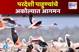 अकोल्यातील जलाशयांवर परदेशी पक्ष्यांचे आगमन