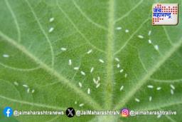 ढगाळ वातावरणामुळे रस शोषक किडीच्या प्रादुर्भावाची शक्यता