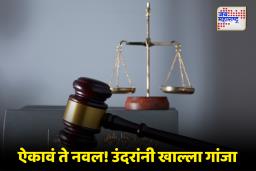 Rats ate Seized Ganja : ‘कधी ऐकलंय का.. उंदरांनी खाल्ला 200 किलो गांजा?’; न्यायालयात पोलिसांचं अजब स्पष्टीकरण, मग..