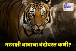आतापर्यंत वाघाच्या हल्ल्यात 17 लोकांचा बळी