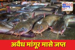 राहाता पोलिसांची मोठी कारवाई : 4,600  किलो अवैध मांगूर मासे जप्त, दोघांना अटक