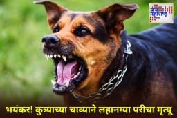 Dog Attack: हृदयद्रावक! जालनामध्ये कुत्र्याच्या हल्ल्यात 3 वर्षांच्या मुलीचा मृत्यू