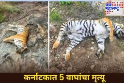 कर्नाटकातील अभयारण्यात 5 वाघाचा मृत्यू; विषबाधा झाल्याचा संशय