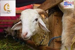 Eid al-Adha: बकरी ईदला प्राण्यांची कुर्बानी देऊ नका; या मुस्लिम देशातील राजाचं नागरिकांना आवाहन, हे आहे कारण