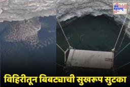 बिबट्या पडला विहिरीत; कशी केली सुटका?
