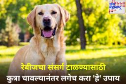 कुत्रा चावलाय? सुरुवातीच्या 20 मिनिटांत करा ‘हे’ काम; संसर्गाचा धोका 99 टक्क्यांनी होईल कमी