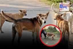 कोपरगावात पिसाळलेल्या कुत्र्याचा कहर; एकाच दिवशी १७ जणांना चावा