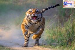 Tiger Viral Video: कॅमेऱ्यात कैद केला पळणारा वाघ! पीलीभीत व्याघ्र प्रकल्पातील व्हिडिओ पाहून डोळ्याचं पारणं फिटेल