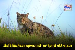 Cat Eradication Plan: 2050 पर्यंत ‘हा’ देश 25 लाख जंगली मांजरी नष्ट करणार; काय आहे या धक्कादायक निर्णयामागील कारण?