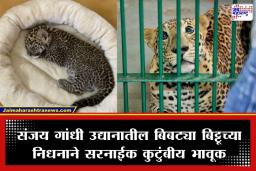Leopard Bittu Death: संजय गांधी राष्ट्रीय उद्यानातील ‘बिट्टू’ बिबट्याचा मृत्यू; सरनाईक कुटुंबावर शोककळा