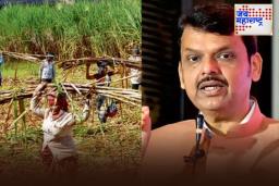 Sugarcane Crushing Season: यंदा 1 नोव्हेंबरपासून सुरू होणार ऊस गाळप हंगाम; पूरग्रस्तांसाठी प्रतिटन 5 रुपये कपात जाहीर