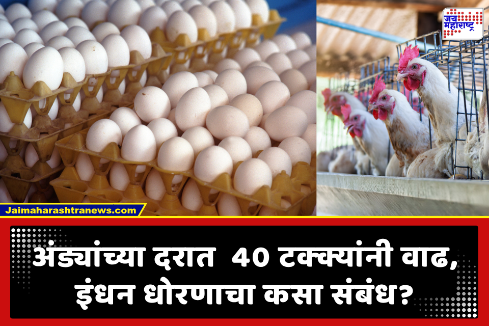 Egg Price Hike: अंडी झाली महाग! ‘इथेनॉलमिश्रित पेट्रोल’ इंधन धोरणाचा थेट जेवणाच्या ताटावर परिणाम; पण कसा?