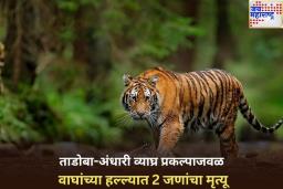 मोठी बातमी! ताडोबा-अंधारी व्याघ्र प्रकल्पाजवळ वाघांच्या हल्ल्यात 2 जणांचा मृत्यू